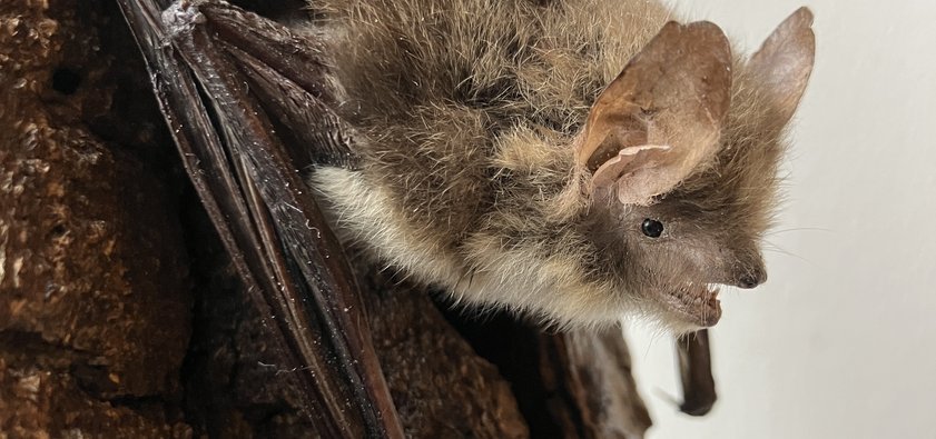 Präparat einer Fransenfledermaus auf einem Stück Holz