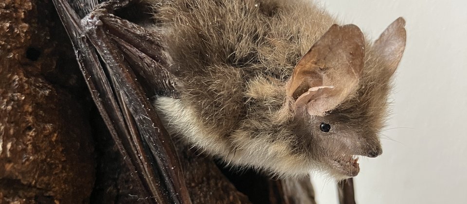 Präparat einer Fransenfledermaus auf einem Stück Holz