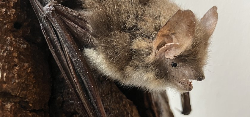 Präparat einer Fransenfledermaus auf einem Stück Holz