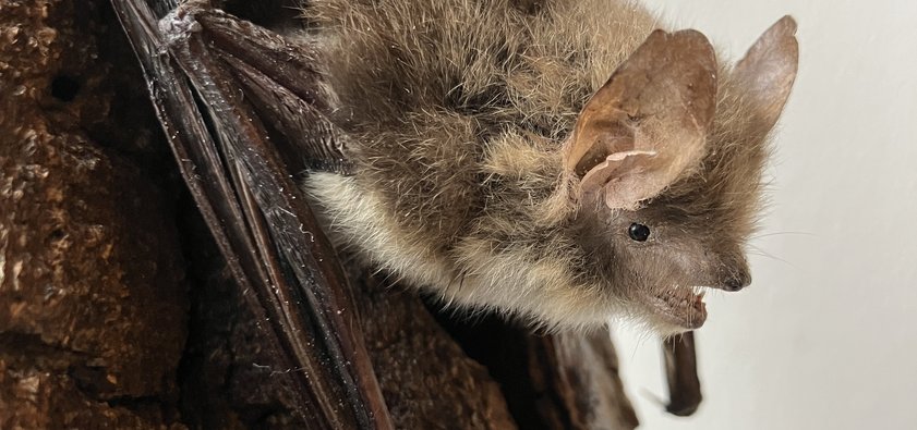 Präparat einer Fransenfledermaus auf einem Stück Holz