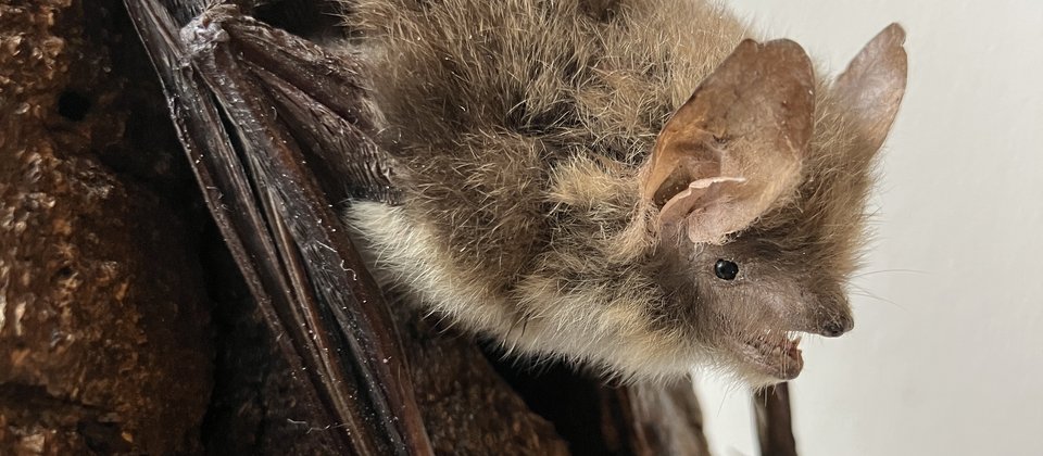 Präparat einer Fransenfledermaus auf einem Stück Holz