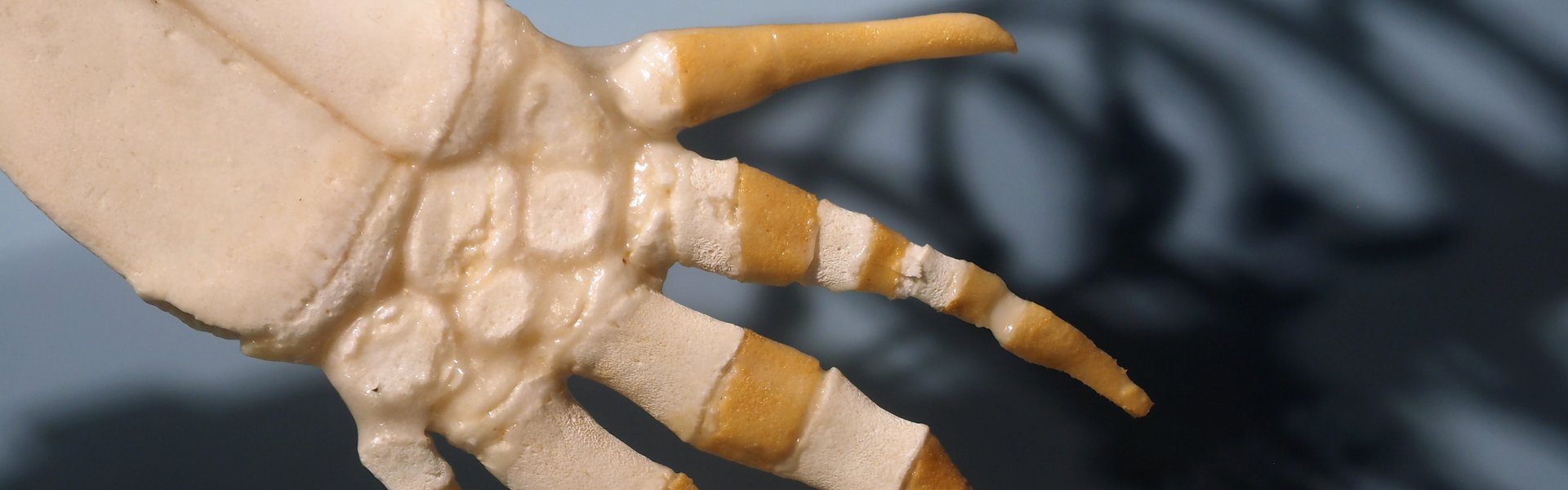 Svinhvalskelet, venstre hånd